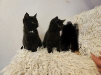 Zwei Kater abzugeben / 11Wochen