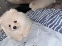 Süße reinrassige Pomeranian Zwergspitz Welpen