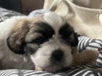 Wunderschöne Welpen suchen bald ein neues Zuhause. :)