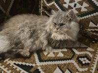 Britische Langhaar Kater( Preis vorschlagen gerne)