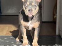 Pocket Bully Welpe Tri Colour Weibchen