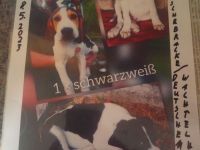 Verkaufe Russische Bracke gekreuzt mit Deutschem Wachtel Hund