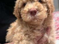 Lagotto Romagnolo