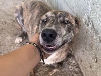 Amelie, lieb und gutmütig