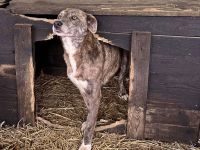 Amelie, lieb und gutmütig