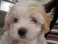 Malteser zu verkaufen