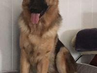 Schäferhund Deckrüde