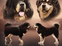 Neue DO KHYI Zuchtstätte in Österreich