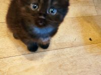 Britisch Kurzhaar Kater