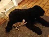 Reinrassige Bengalkätzchen