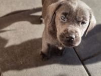 Labradorwelpen mit Papieren