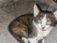 Sphynx Kätzchen suchen neues Zuhause