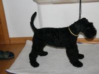 von den Mückenstürmern