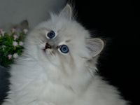 Reinrassige Neva Masquarade Kitten mit Stammbaum