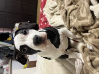 American Bully Welpe