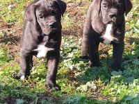 Cane Corso welpen