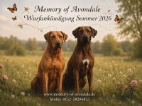 Rhodesian Ridgeback Welpen Wurfankündigung Juni 2026
