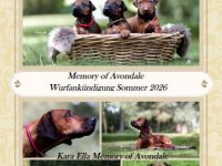 Rhodesian Ridgeback Welpen Wurfankündigung Juni 2026
