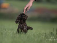 Lagotto Romagnolo Welpen