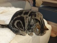 Exotic Shorthair Jungkater