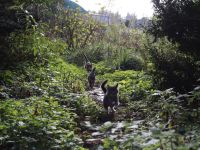 Katzen Kater Abzugeben