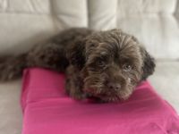 Bolonka sucht Hundedame;) Deckrüde