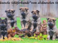 Altdeutsche Schäferhundwellpen