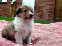 Collie Welpen