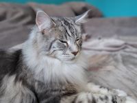 Wunderschöne Maine Coons, kastriert.