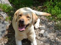 Labradorwelpen mit Papieren