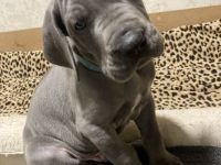 Deutsche Dogge Welpen, blau