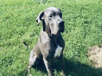 Deutsche Dogge Rüde Deckrüde in Grau Blau mit blauen Augen