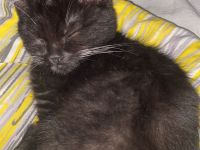 Milo Kitten, entwurmt