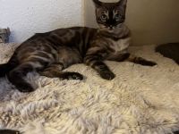 Bengal Junge und Mädchen mit Stammbaum