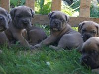 Süße Cane Corso Welpen suchen ein Zuhause