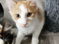 Türkisch Angora Kater Glorian ( Kitten ) mit Stammbaum sucht eine liebevolle Familie