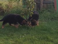 Schäferhund Welpen abzugeben