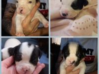 American bully old Englisch Bulldoggen Mix Welpen