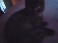 Babykatze 3 Monate