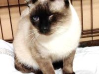 Silvana, einäugig und FelV positiv