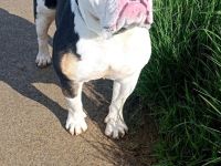 Old English Bulldog Deckrüde