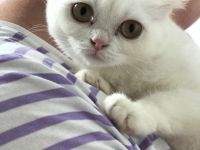 Kätzchen sucht ein neues Zuhause