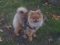 Pomeranische Zwergspitz, 2 Welpen,  6 Monate