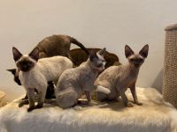 Devon Rex Kater super verschmust