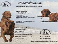 Wurfankündigung Labrador Foxred - zugelassene Zuchtstätte DRC