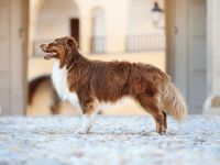 Deckrüde -dark RedTri - BRR Fire of Passion Aladdin DNA-VP, COI 5.38, BH-VDH/RO B,1,2,3, FCI