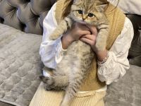 Süße  britisch Kurzhaar kitten