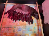 Schokobraune Labradorwelpen mit Papiere