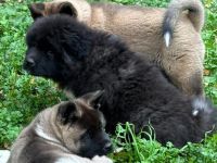 American Akita Welpen best gepflegt