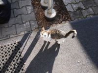 3 niedliche Katzenkinder abzugeben Futtergeld 50E